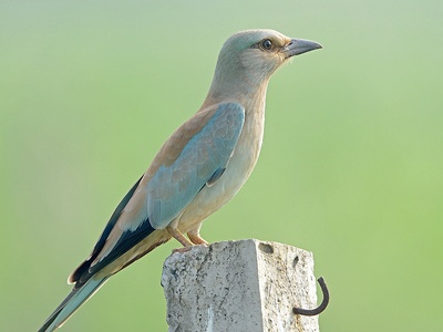 European Roller