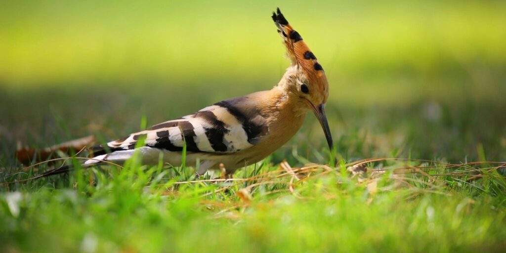 Jordan Rutter Birds Birds of Jordan: The Complete List - 33Science