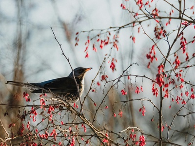 Fieldfare
