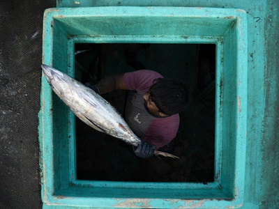 Fish (tuna & coastal)