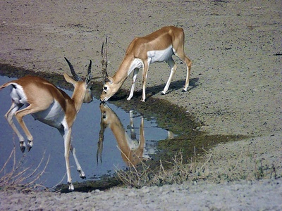 Flooded grassland (seasonally flooded)