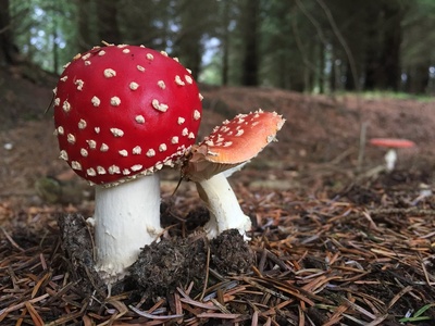 Fly agaric