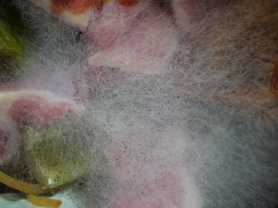 Food scraps (fruit & veg)