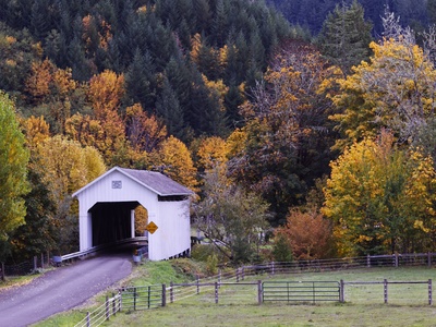 Forest cover (timber)
