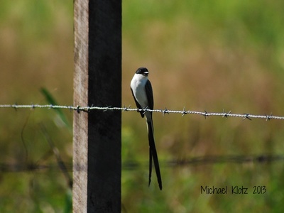 Fork-tailed Flycatcher