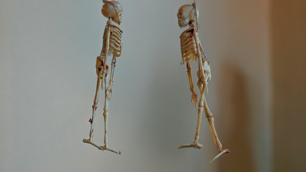 Comparative anatomy of tetrapod forelimbs showing bone homology and wing comparisons