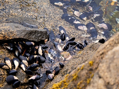 Freshwater mussels (biodiversity resource)