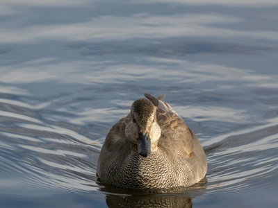 Gadwall