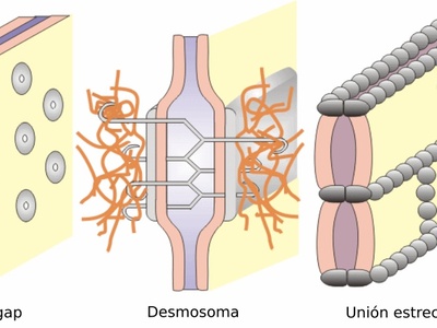 Gap junctions