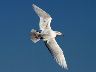 Glaucous Gull