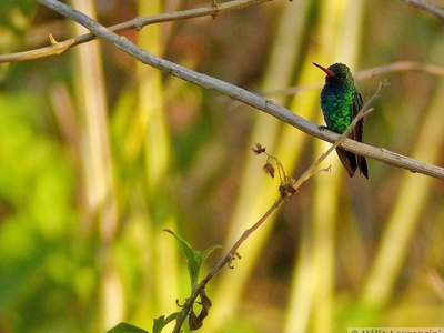 Glittering-bellied Emerald