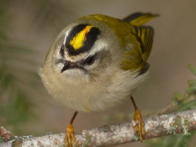 Golden-crowned Kinglet