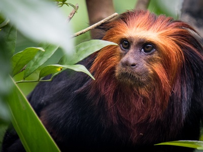 Golden-headed lion tamarin