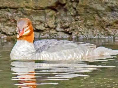 Goosander