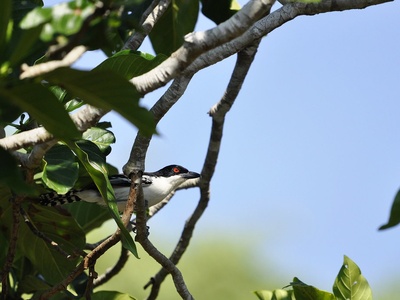 Great Antshrike