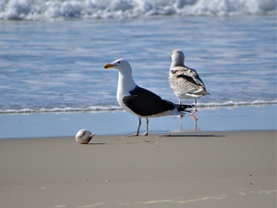 Great Black-backed Gull