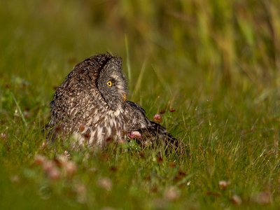 Great Gray Owl