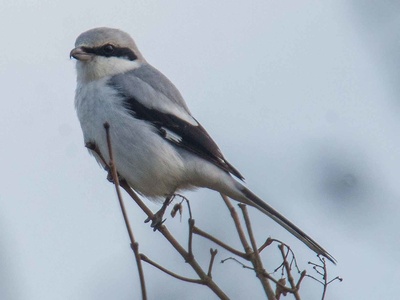 Great Grey Shrike