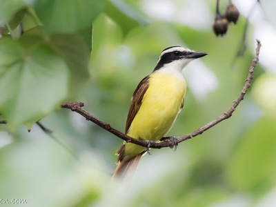 Great Kiskadee