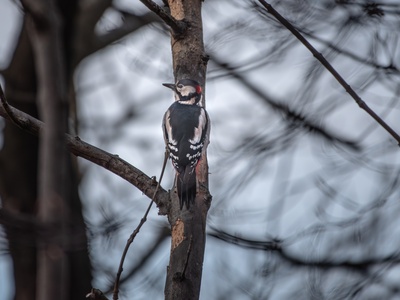 Great Spotted Woodpecker