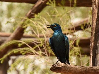 Greater Blue-eared Starling