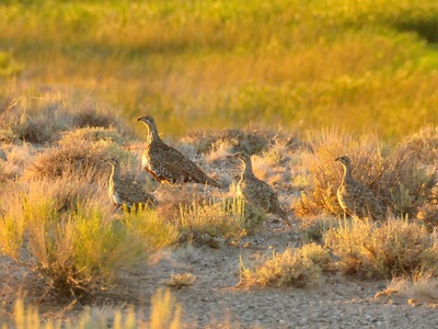 Greater Sage-Grouse