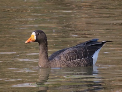 Greater White-fronted Goose