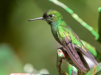 Green-crowned Brilliant