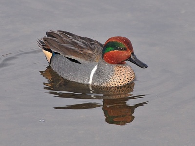 Green-winged Teal