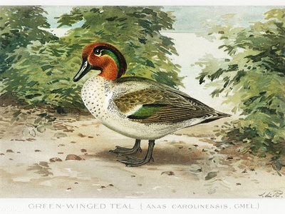 Green-winged Teal