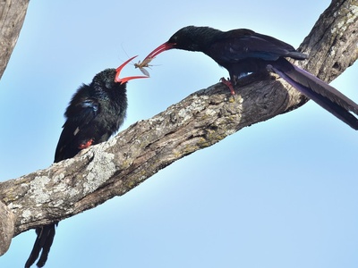 Green Wood Hoopoe