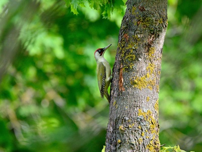 Green Woodpecker
