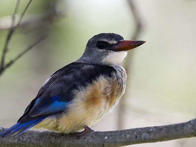 Grey-headed Kingfisher
