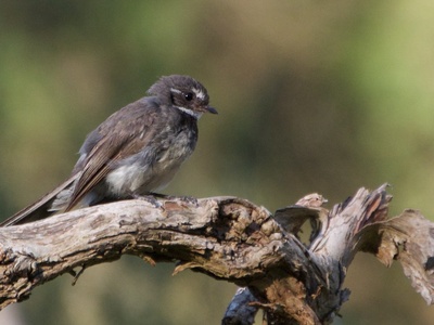 Grey Fantail