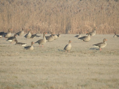 Greylag Goose