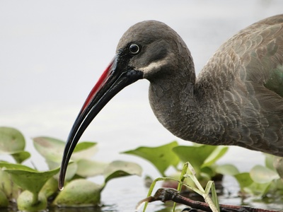 Hadada Ibis