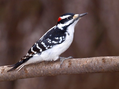 Hairy Woodpecker