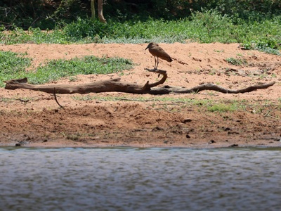 Hamerkop