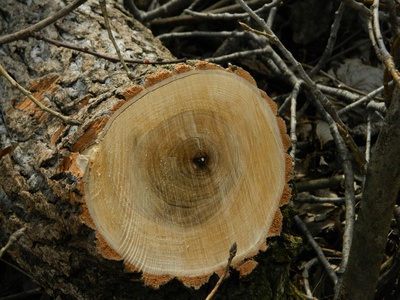 Hardwood timber (oak-hickory)