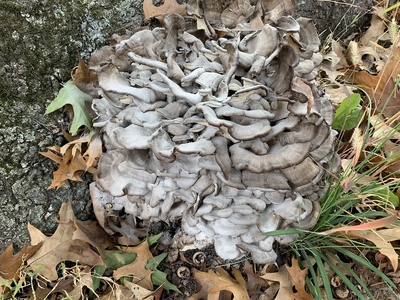 Hen of the woods (Maitake)