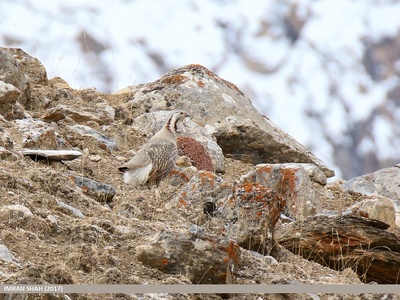 Himalayan Snowcock