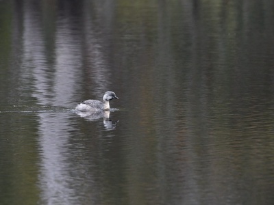 Hoary-headed Grebe