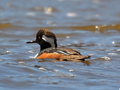 Hooded Merganser