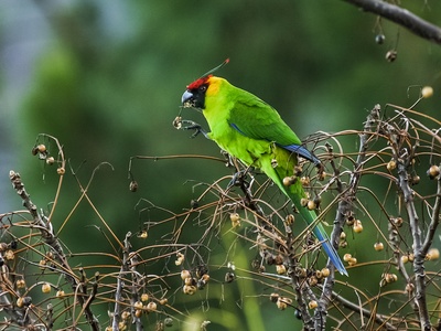 Horned parakeet