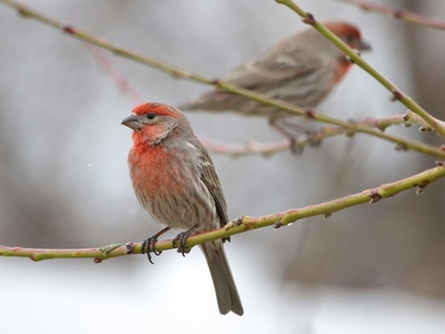 House Finch