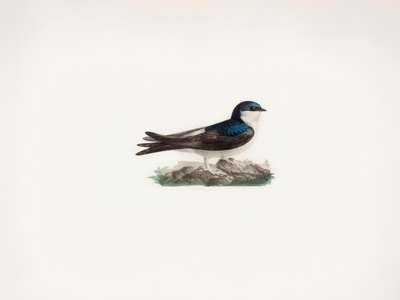 House Martin