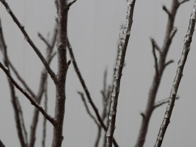 Ice storm / Freezing rain event