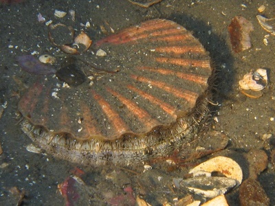 Icelandic scallop