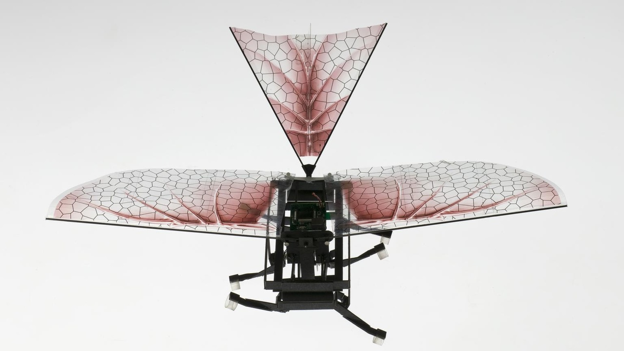 Biomimetic designs inspired by wings and evolutionary tree construction