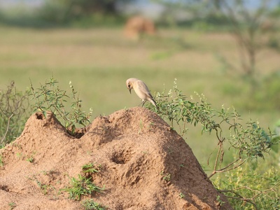 Isabelline Wheatear